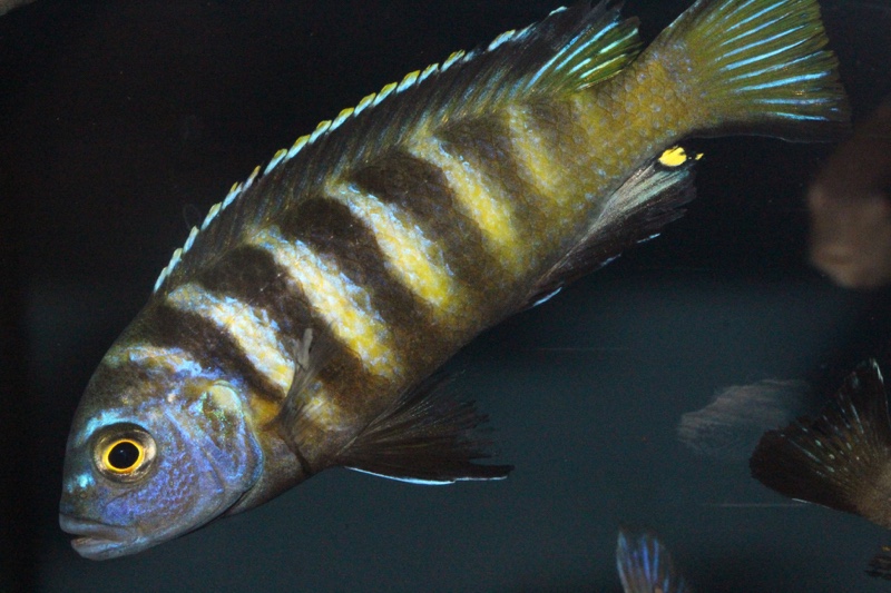 Maylandia melissa 'Chirwa Island'